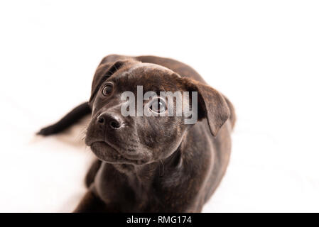 Labrador pit bull mix Welpe auf weißem Hintergrund. Stockfoto