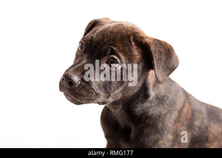 Labrador pit bull mix Welpe auf weißem Hintergrund. Stockfoto