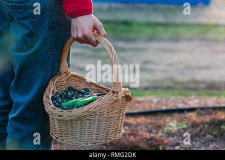 Nicht erkennbare Person holding Korb voller Frische schwarze Oliven im stehen im Garten Stockfoto