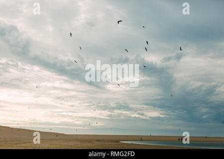 Schwarm Vögel fliegen in bewölkten Himmel auf grauen Tag über Sandstrand Stockfoto