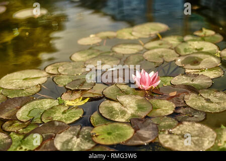 Erstaunlich rosa Seerosen Blüte schwimmt auf der Oberfläche des sauberen Teich an einem sonnigen Tag in der Natur Stockfoto