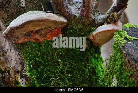 Moos und Pilzen auf einem Pflaumenbaum Stockfoto
