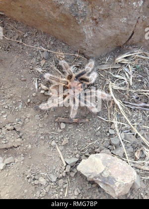 Tarantula (evtl. Phrixotrichus sp.) El Arrayán Naturpark gefunden, in Santiago de Chile Metropolregion Stockfoto