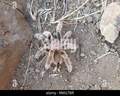 Tarantula (evtl. Phrixotrichus sp.) El Arrayán Naturpark gefunden, in Santiago de Chile Metropolregion Stockfoto