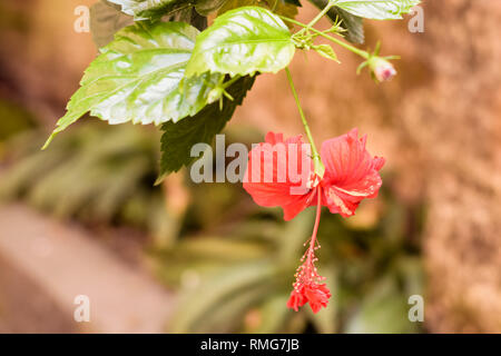 Eine Chaba Blume (Hibiscus rosa-sinensis) chinesische Rose, rote Farbe, nach unten hängend, blühen in Morgensonne in isolierten Hintergrund. Vintage film Stockfoto