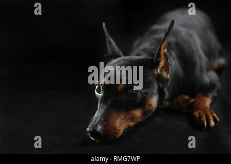 Schwarz auf Schwarz. Schwarzer Hund Zwergpinscher auf schwarzem Hintergrund Stockfoto