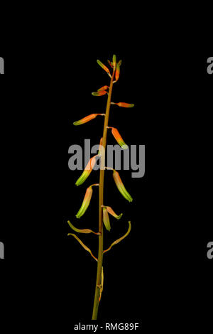 Blume der Spitze Aloe Pflanze in einem offenen raceme auf schwarzem Hintergrund - Aloe aristata Stockfoto