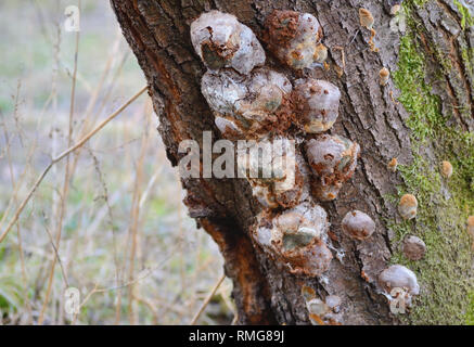 Moos und Pilzen auf einem Pflaumenbaum Stockfoto