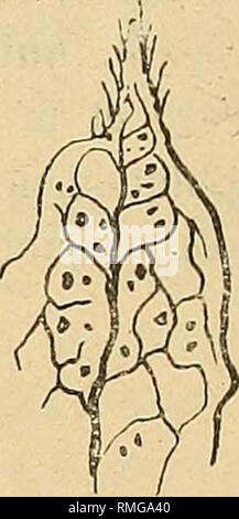 . Annuaire du Conservatoire et du Jardin botaniques de Genève. Botanik. . Bitte beachten Sie, dass diese Bilder sind von der gescannten Seite Bilder, die digital für die Lesbarkeit verbessert haben mögen - Färbung und Aussehen dieser Abbildungen können nicht perfekt dem Original ähneln. extrahiert. Conservatoire et Jardin botaniques de la Ville de Genève. Genève, Conservatoire Botanique Stockfoto