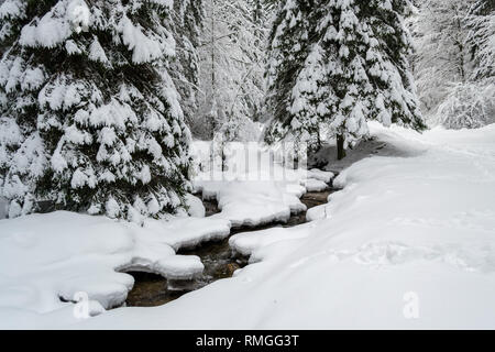 Windungen des Flusses durch tiefen Schnee, unter weißen Tannen, in einem gefrorenen, Kälte, Winter in einem Wald in Piatra Mare (Karpaten) Berge, Rumänien Stockfoto