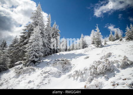 Sonnige Winterlandschaft mit Bäume mit Schnee bedeckt, einem Bergrücken, und blauer Himmel, auf einem sonnigen Februar Tag, beim Wandern in den Bucegi Bergen (Teil o Stockfoto