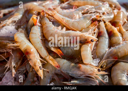 Stapel der frische Garnelen oder Pacific white Shrimps für den Verkauf auf dem Fischmarkt, Meeresfrüchte auf Eis. Stockfoto