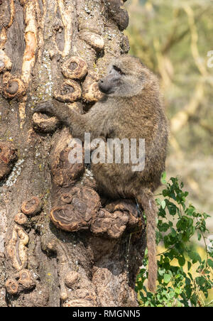 Ein männlicher Olive Baboon, Papio Anubis, klettert ein Baumstamm in Ngorongoro Krater, Ngorongoro Conservation Area, Tansania Stockfoto