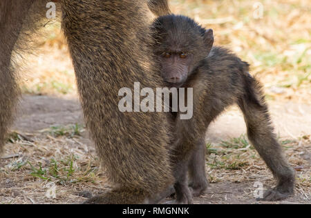 Eine bably Olive Baboon, Papio Anubis, steht neben einem Erwachsenen im Ngorongoro Krater, Ngorongoro Conservation Area, Tansania Stockfoto