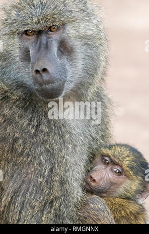 Eine weibliche Olive Baboon, Papio Anubis, hält Ihr Baby im Ngorongoro Krater, Ngorongoro Conservation Area, Tansania Stockfoto