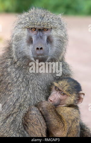 Eine weibliche Olive Baboon, Papio Anubis, hält Ihr Baby im Ngorongoro Krater, Ngorongoro Conservation Area, Tansania Stockfoto