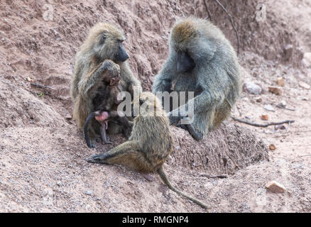 Eine Familie von Olive Paviane, Papio Anubis, pflegt sich einander in der Serengeti National Park, Tansania Stockfoto