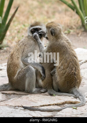 Eine weibliche Schwarze-faced Meerkatze, Chlorocebus pygerythrus, Krankenschwestern und Krankenpfleger, die ihr Baby, während von einem anderen weiblichen im Tarangire Nationalpark, Tanzani gepflegt werden Stockfoto