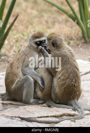 Eine weibliche Schwarze-faced Meerkatze, Chlorocebus pygerythrus, Krankenschwestern und Krankenpfleger, die ihr Baby, während von einem anderen weiblichen im Tarangire Nationalpark, Tanzani gepflegt werden Stockfoto