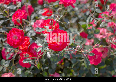 In der Nähe von wunderschönen roten Rosen Bush in der Garten im Sommer Tag. Selektiver Fokus Stockfoto