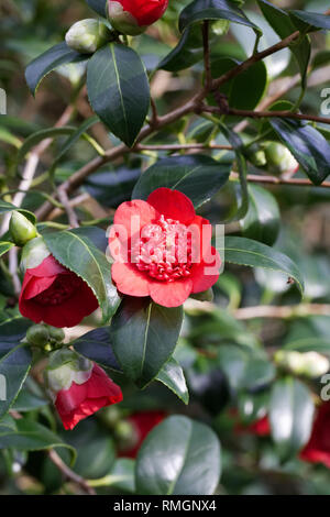 Camellia japonica 'Bob's Tinsie 'Blumen. Stockfoto