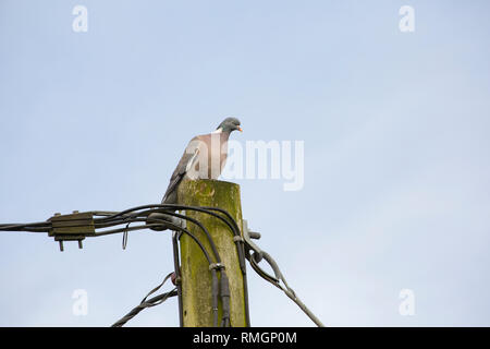 Ein woodpigeon, Columba Palumbus, im Februar in der Nähe der Wohngebiete in North Dorset England UK GB thront auf einem telegrafenmast. Die woodpigeon kann eine Stockfoto