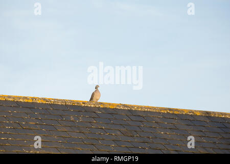 Ein woodpigeon, Columba Palumbus, im Februar in der Nähe der Wohngebiete in North Dorset England UK GB thront auf dem Dach eines Hauses. Die woodpigeon kann eine ag Stockfoto