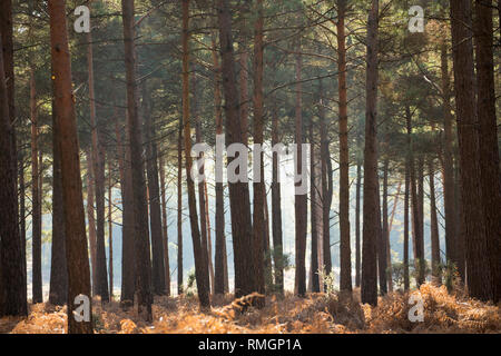 Scots Kiefern, Pinus sylvestris, im Neuen Wald wächst an einem sonnigen Februartag. New Forest Hampshire England UK GB Stockfoto