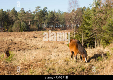 Zwei New Forest Ponys Weiden an einem warmen, sonnigen Februartag. New Forest Hampshire England UK GB Stockfoto