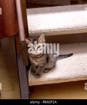 Nette einsame tabby Kätzchen saß auf einer Treppe und kläglich. Selektiver Fokus Stockfoto