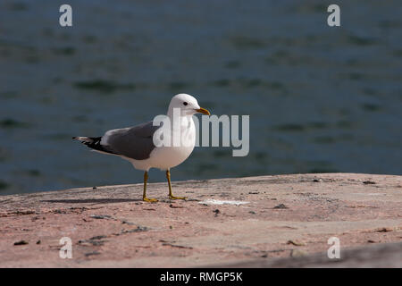 Sturmmöwe (Larus canus) Seitenansicht steht auf Felsen mit dem Meer hinter sich. Stockfoto