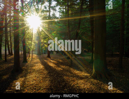 Sunburst durch die Bäume Ashdown Forest. Stockfoto