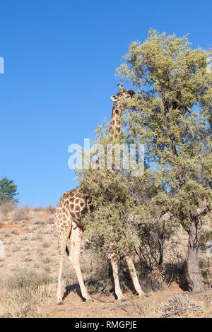 Männliche Giraffe, Giraffa Camelopardalis, Surfen auf einer Akazie im trockenen Flussbett des Auob River, Kgalagadi Transfrontier Park, Northern Cape, S Stockfoto