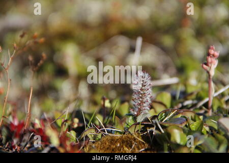 Arktischen Weide oder Salix arctica ist ein kleines Gewürm Willow (Familie Salicaceae) angepasst in rauen arktischen und subarktischen Umgebungen, um zu überleben. Stockfoto