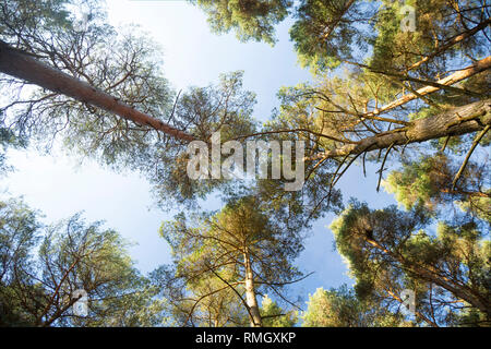 Eine nach oben Ansicht von Scots Kiefern, Pinus sylvestris, wachsen im Wald auf einem sonnigen Februartag. New Forest Hampshire England UK GB Stockfoto