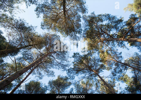 Eine nach oben Ansicht von Scots Kiefern, Pinus sylvestris, wachsen im Wald auf einem sonnigen Februartag. New Forest Hampshire England UK GB Stockfoto