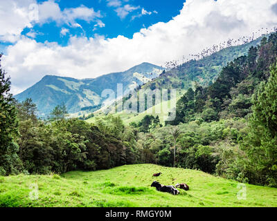 Schönen bergigen Landschaft des Valle de Cocora im Salento, Kolumbien Stockfoto