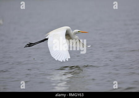 Die silberreiher, auch bekannt als der große weiße Reiher ist eine große, weit verteilte Egret, in Asien, Afrika, Nord-, Mittel- und Südeuropa. Stockfoto