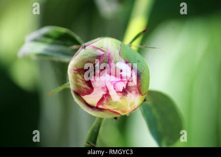 Makroaufnahme eines Fire Ant kriecht auf einen flowerbud einer rosa Pfingstrose, im Frühling in Wisconsin Stockfoto