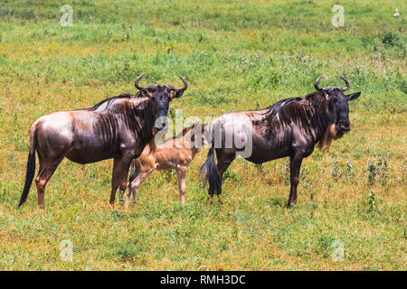 Kleine Gruppe von Gnus. Krater NgoroNgoro, Tansania, Afrika Stockfoto