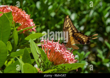 König thoas, Heraclides Schwalbenschwanz (Papilio thoas), aka Thoas Schwalbenschwanz Schmetterling, Unterseite, die bestäubung Eine rosa Blume (Ixora sp.), Paraguay Stockfoto