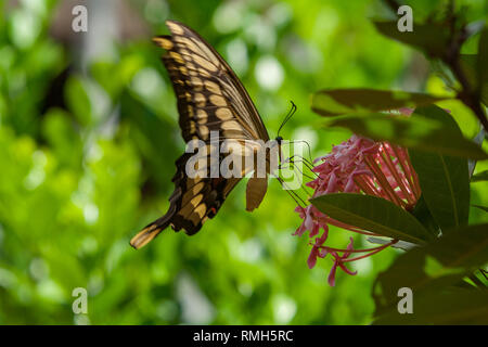 König thoas, Heraclides Schwalbenschwanz (Papilio thoas), aka Thoas Schwalbenschwanz Schmetterling, Unterseite, die bestäubung Eine rosa Blume (Ixora sp.), Paraguay Stockfoto