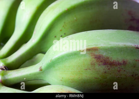 Grüne Banane, Musa paradisiaca Stockfoto