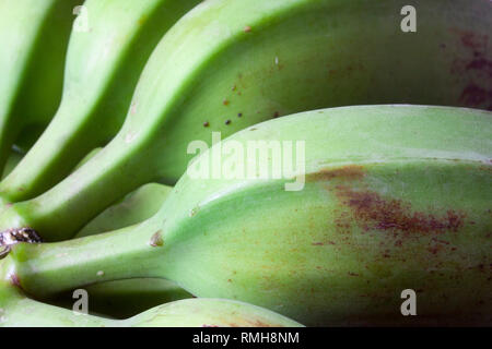 Grüne Banane, Musa paradisiaca Stockfoto