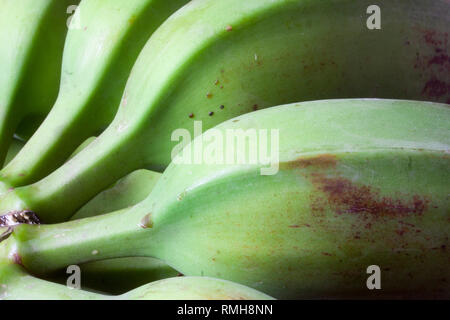 Grüne Banane, Musa paradisiaca Stockfoto