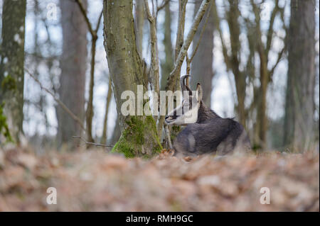 Alpine Gemsen im Wald Stockfoto