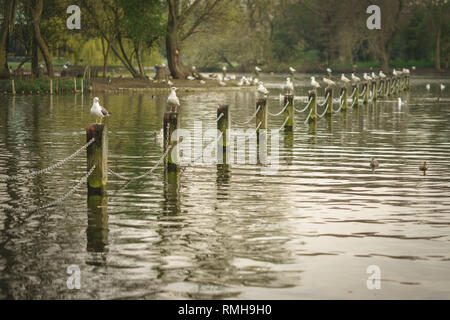 Möwen auf hölzernen Pfosten in einem See in einem Park in London (UK). Querformat. Stockfoto