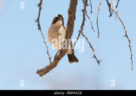 Weiß der tiefsten sparrow Weaver, Plocepasser mahali, in der Kgalagadi Transfrontier Park, Northern Cape, Südafrika Stockfoto