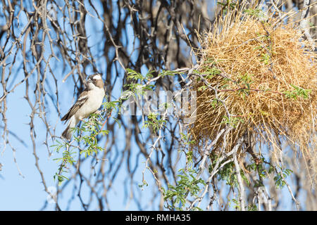 Weiß der tiefsten sparrow Weaver, Plocepasser mahali, Kgalagadi Transfrontier Park, Northern Cape, Südafrika thronen neben Nest in camelthorn Baum Stockfoto