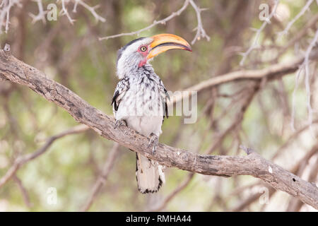 Yellow-billed Hornbill, Tockus leucomelas, in einem Baum Kgalagadi Transfrontier Park, Northern Cape, Südafrika in einem in der Nähe Profil ansehen gehockt Stockfoto